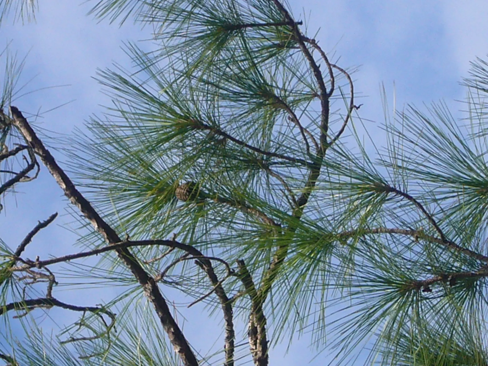 Slash Pine (Pinus Elliotii) — makes the Slash Pine an enduring and valuable addition to your landscaping endeavors