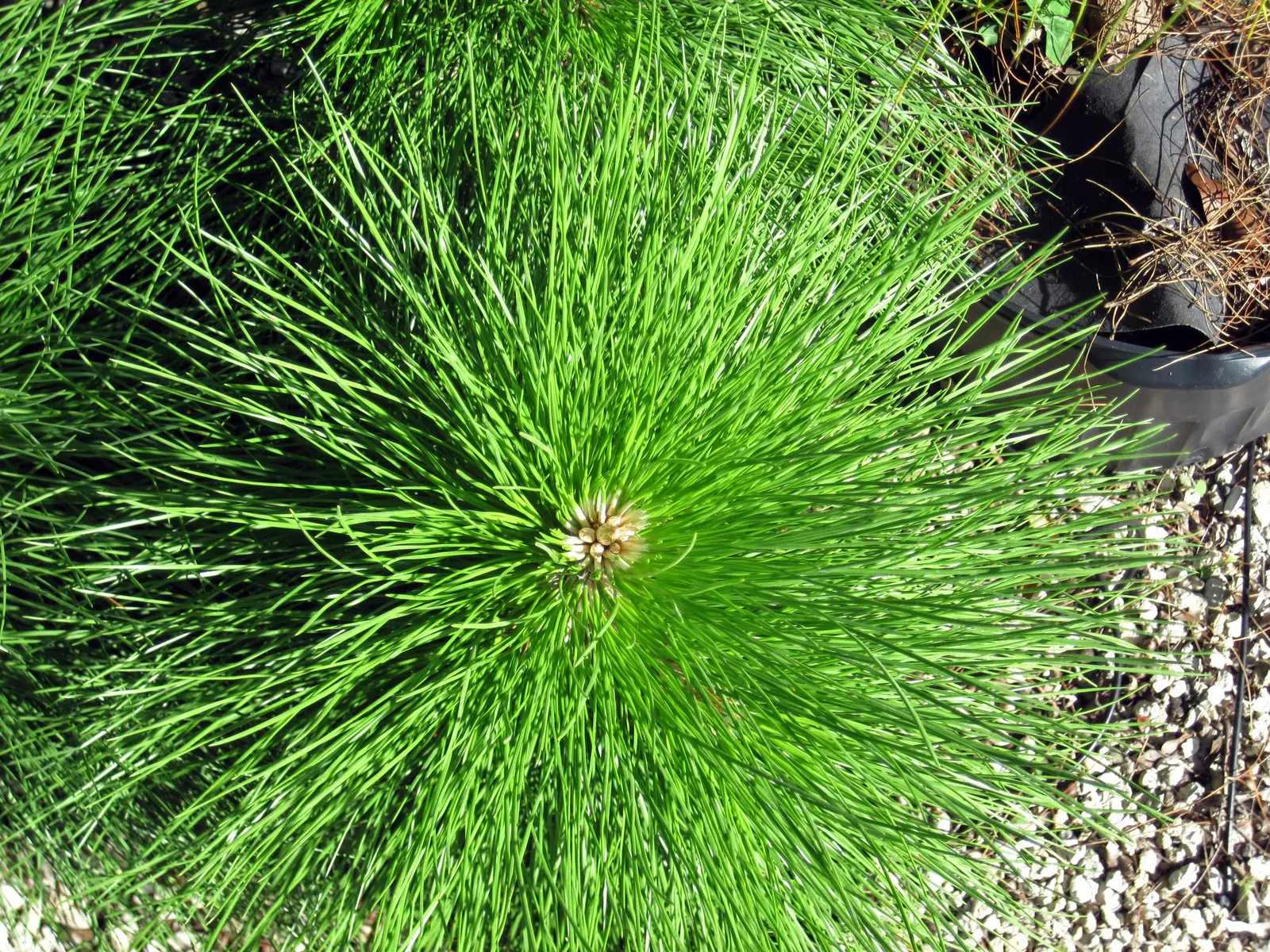 Slash Pine (Pinus Elliotii) — this stately tree is a magnificent specimen to anchor any sizeable garden space