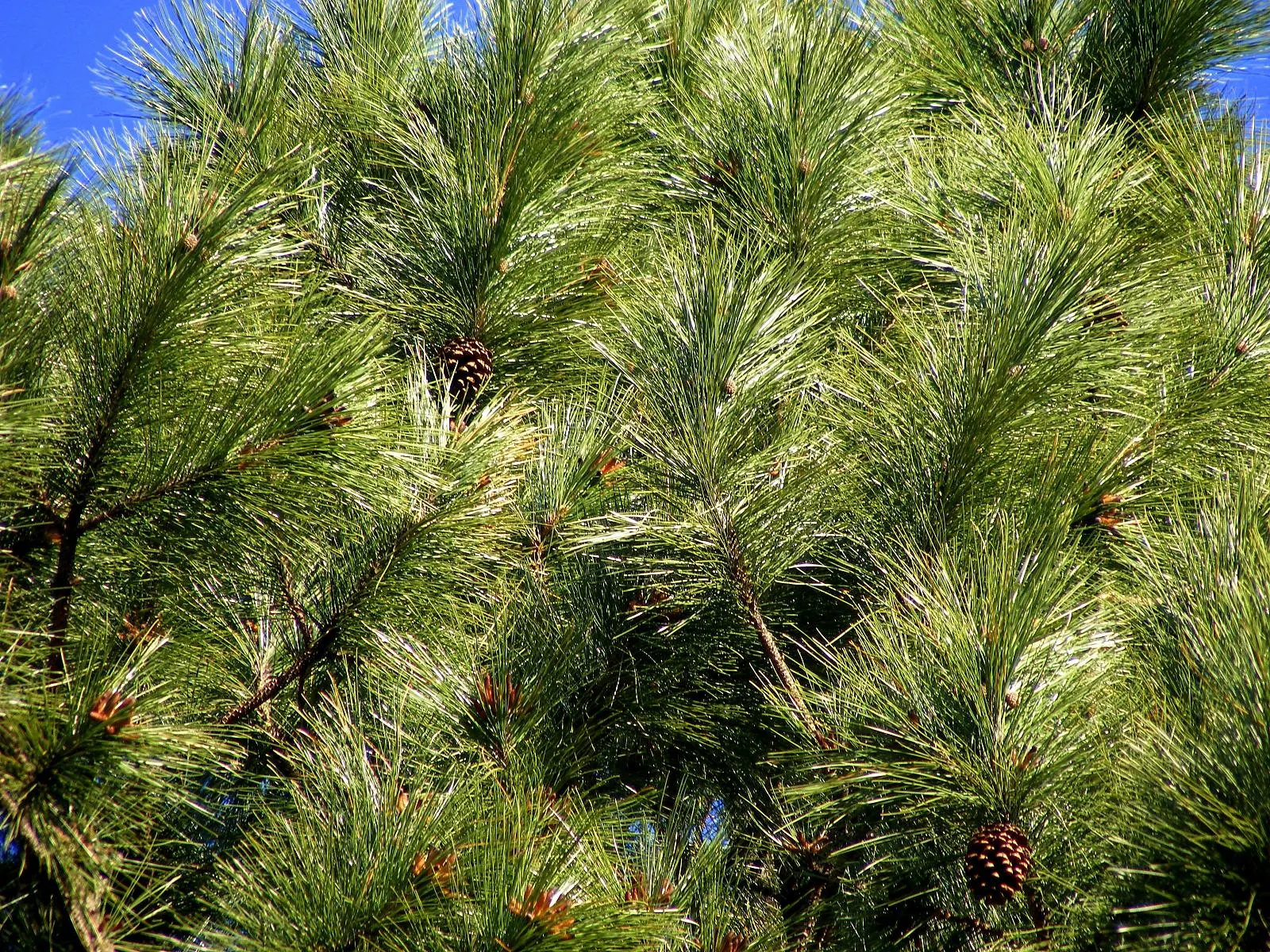 Slash Pine (Pinus Elliotii) — thrives in USDA zones 7-11