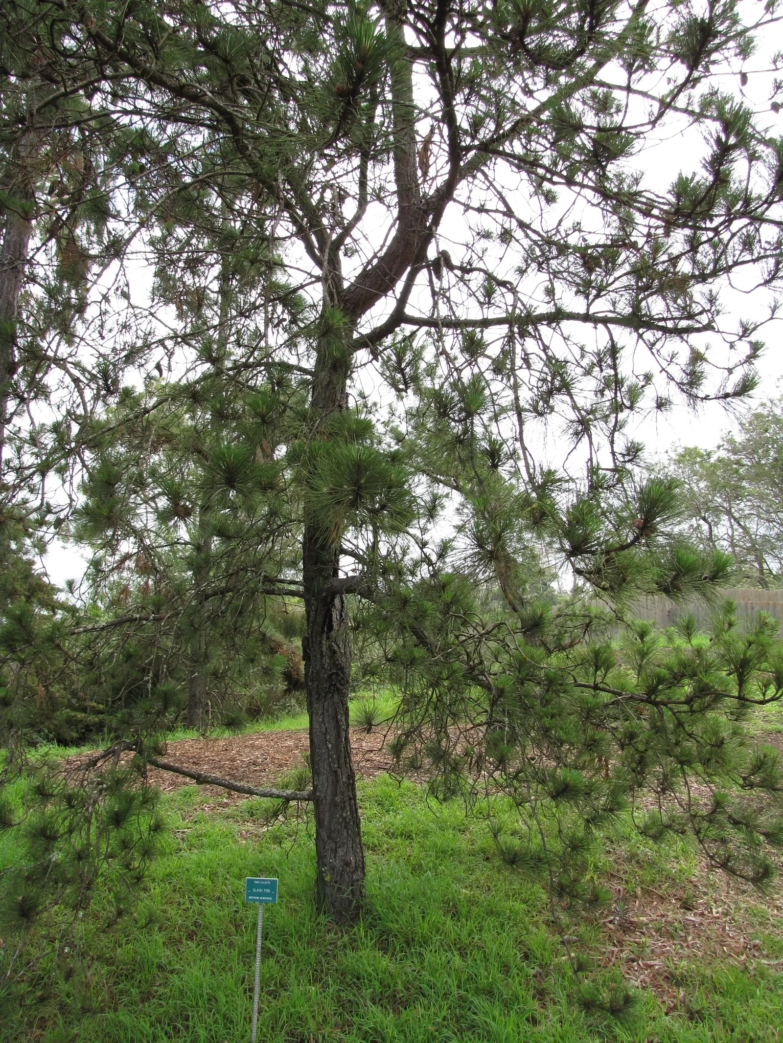 Slash Pine (Pinus Elliotii) — slender needles and attractive conical form