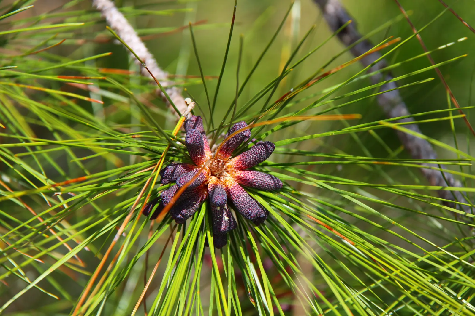 Slash Pine (Pinus Elliotii) — allowing the Slash Pine to establish itself and provide shade relatively quickly
