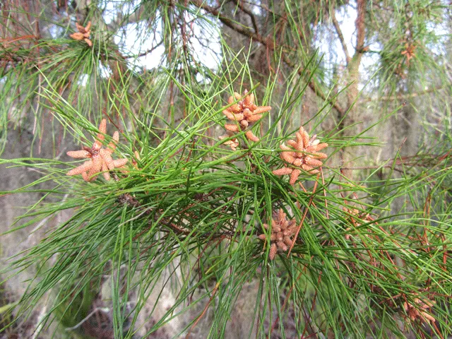 Slash Pine (Pinus Elliotii) — is a coniferous evergreen that offers both aesthetic and ecological value to your garden landscape