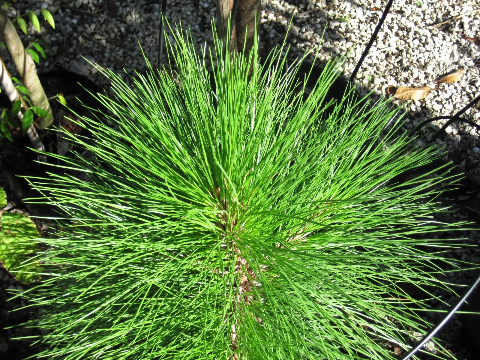 Slash Pine (Pinus Elliotii) — with a rapid growth to 75-100 feet tall and a 30-50 feet spread