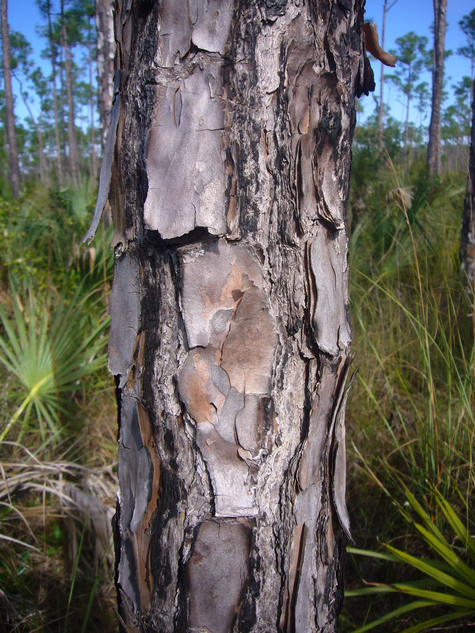 Slash Pine (Pinus Elliotii) — thrives in USDA zones 7-11; slender needles and attractive conical form