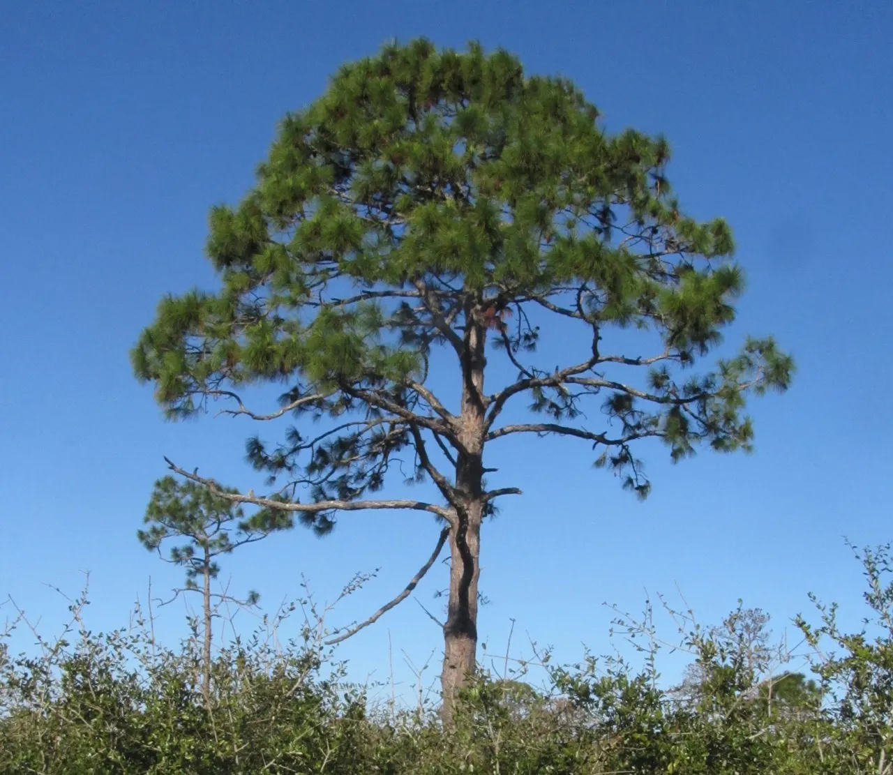 Slash Pine (Pinus Elliotii) — Ideal for large landscapes