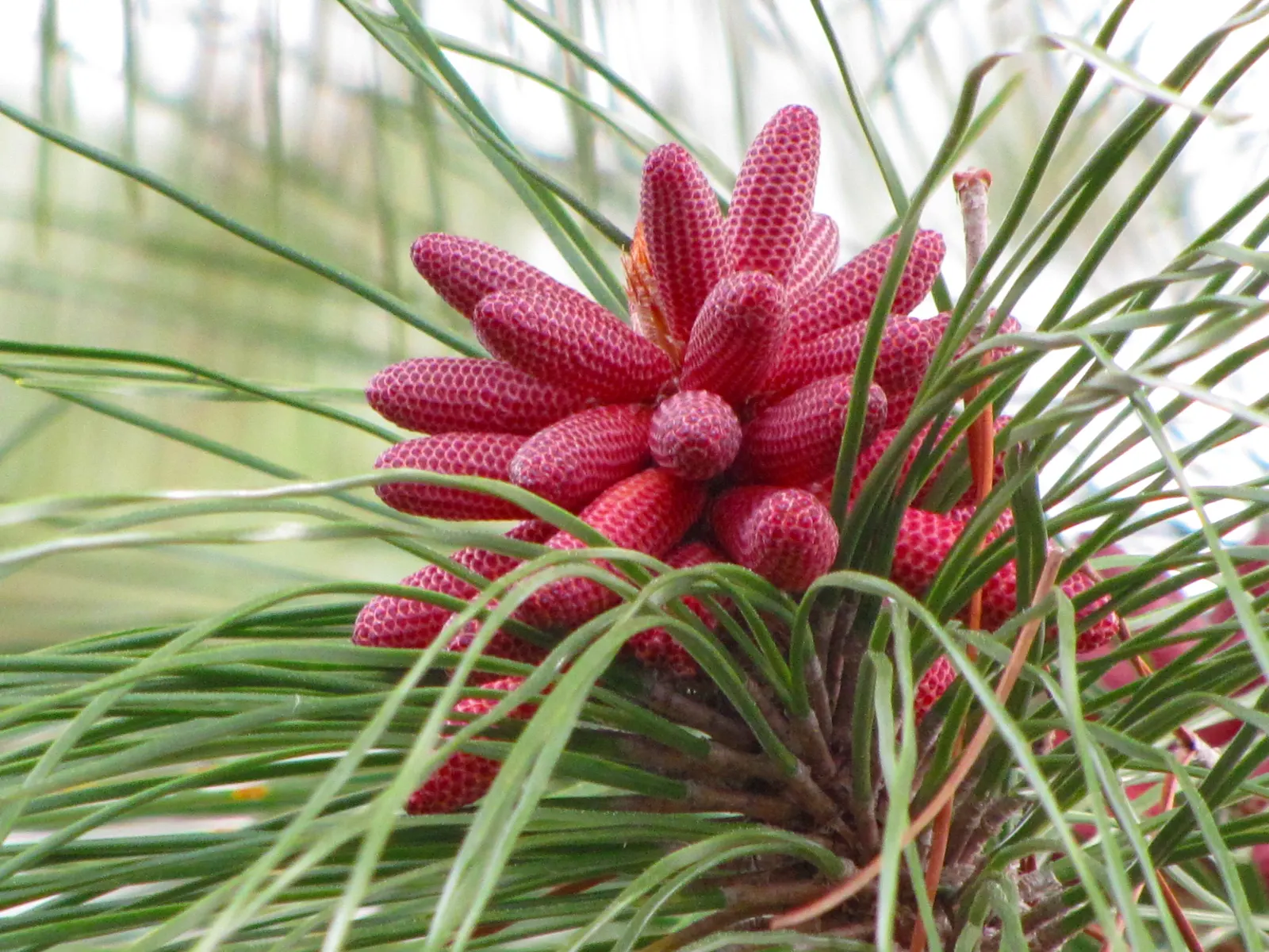 Slash Pine (Pinus Elliotii) — It adapts well to various soils, preferring full sun; allowing the Slash Pine to establish itself and provide shade relatively