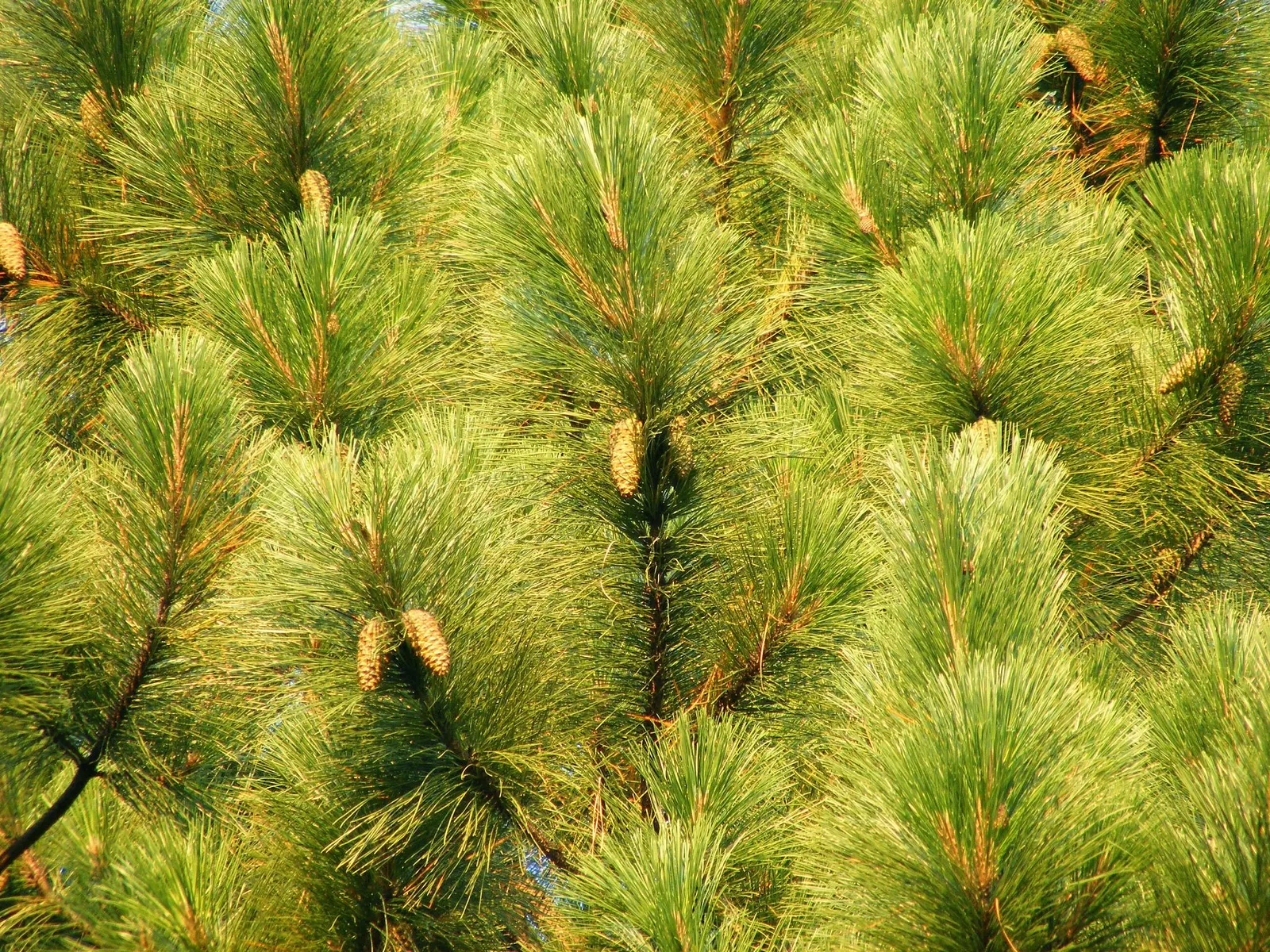 Slash Pine (Pinus Elliotii) — making it suitable for landscapes that experience such climates