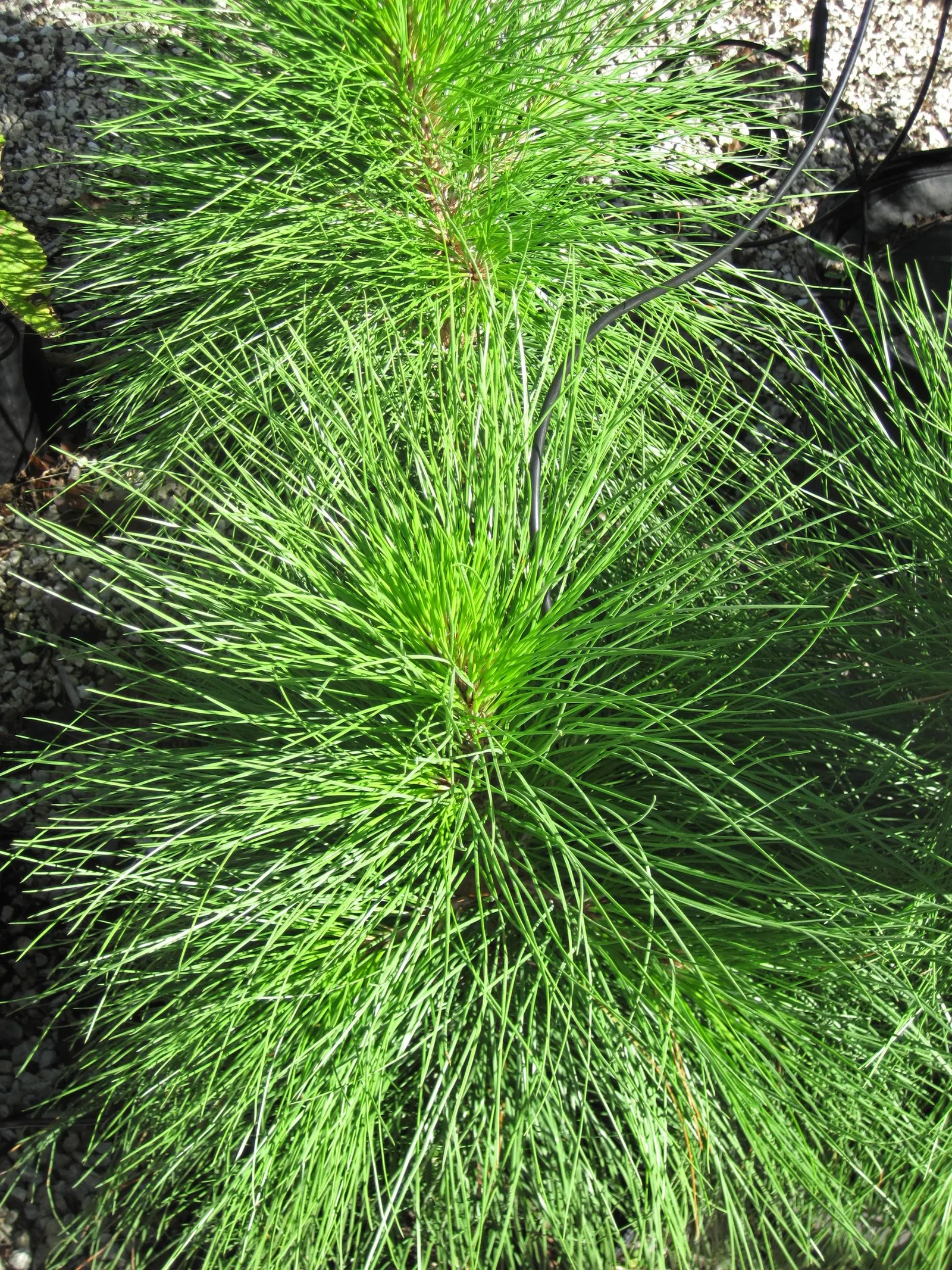 Slash Pine (Pinus Elliotii) — <br><br>Its growth rate is moderately fast