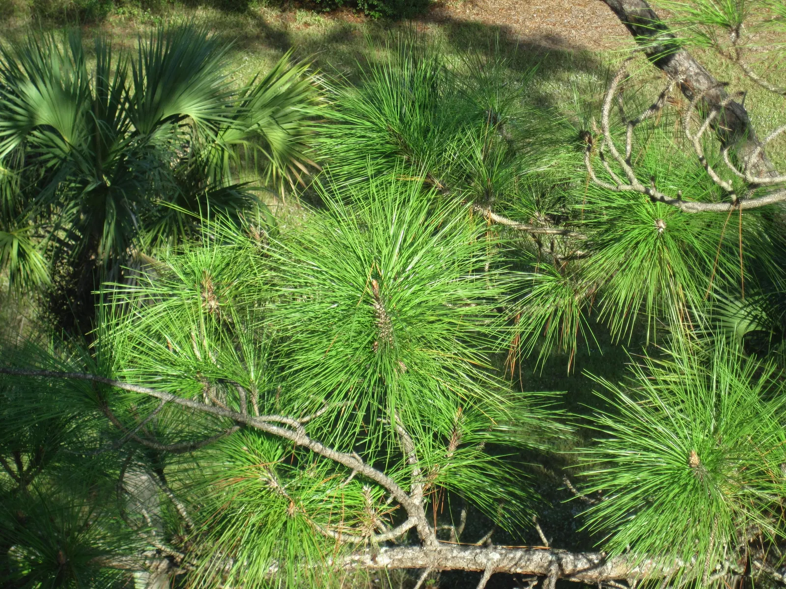 Slash Pine (Pinus Elliotii) — slender needles ranging from 8 to 12 inches in length