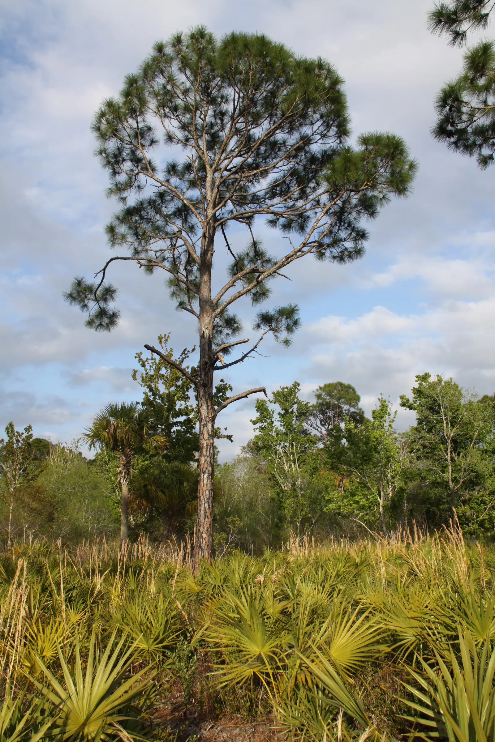 Slash Pine (Pinus Elliotii) — with a rapid growth to 75-100 feet tall and a 30-50 feet spread; standing at an impressive height of 60 to 100 feet with a canopy