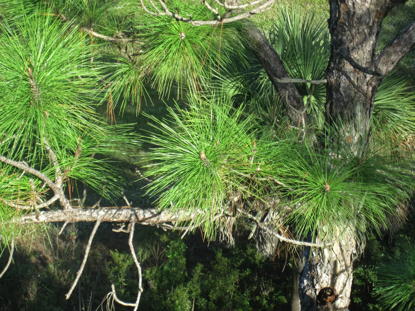 Slash Pine (Pinus Elliotii) — feathery texture that provides a soothing visual effect.<br><br>Upon maturity