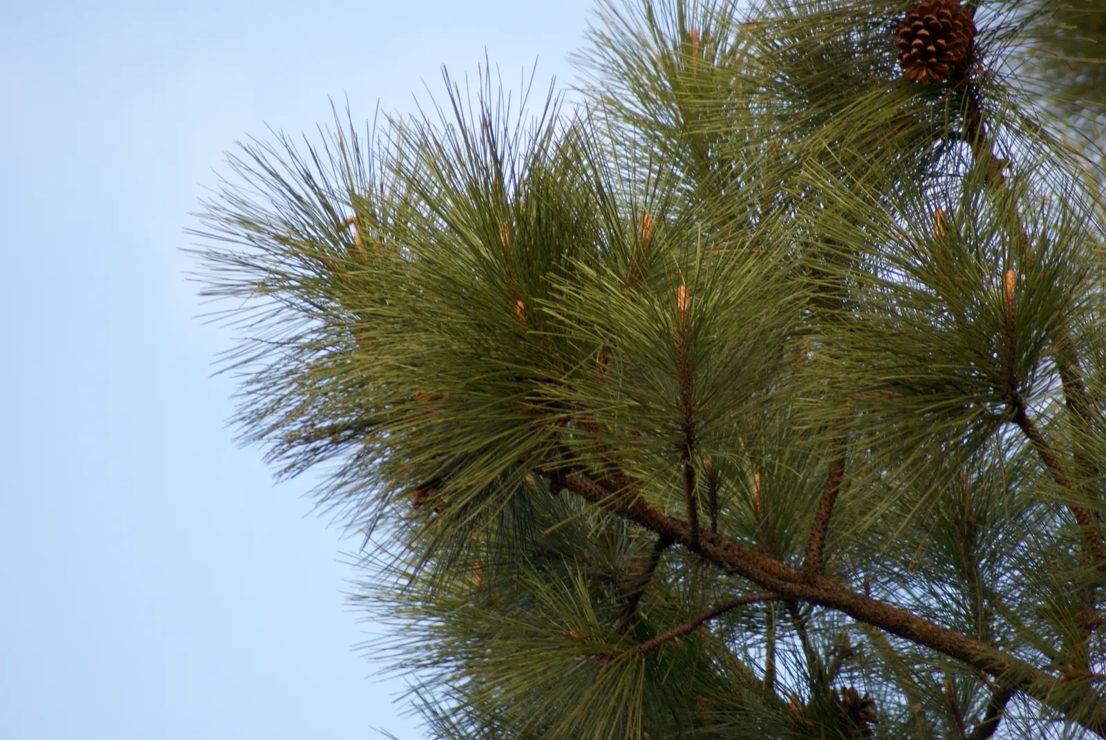 Slash Pine (Pinus Elliotii) — this evergreen offers dense foliage for privacy; ideal for large landscapes