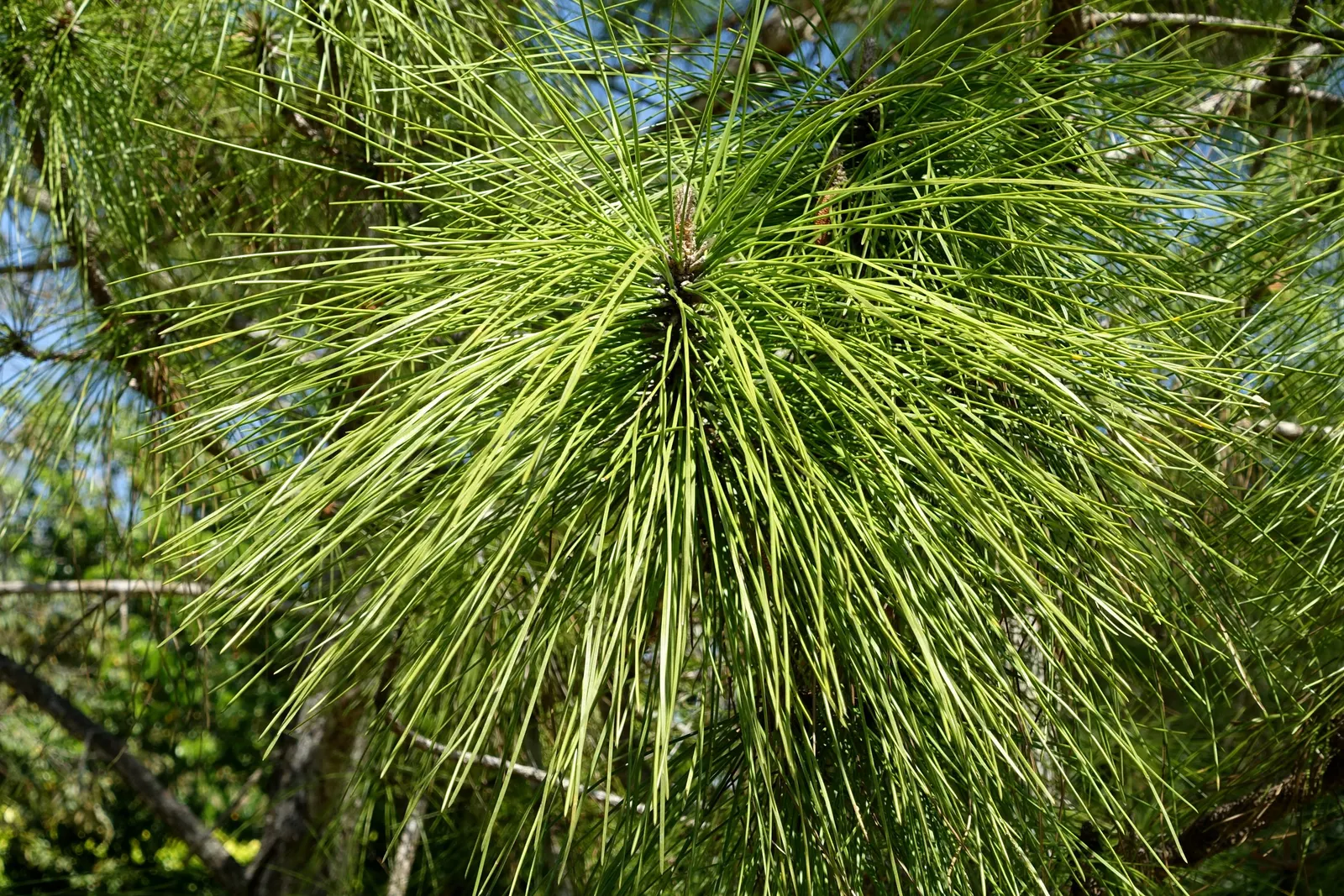 Slash Pine (Pinus Elliotii) — Standing at an impressive height of 60 to 100 feet with a canopy spread of 25 to 35 feet