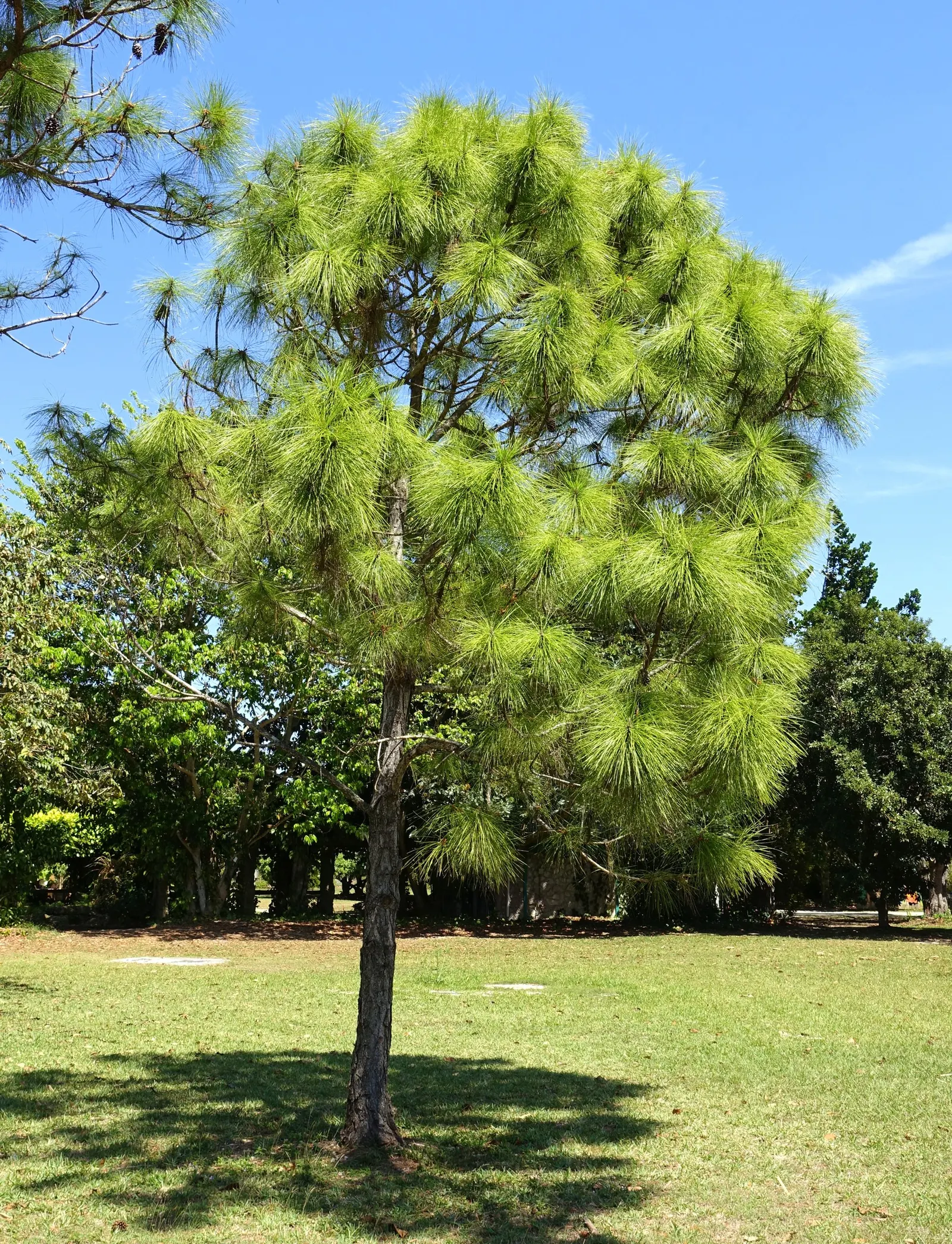 Slash Pine (Pinus Elliotii) — it's resilient to wind and perfect for creating stately visual interest or windbreaks