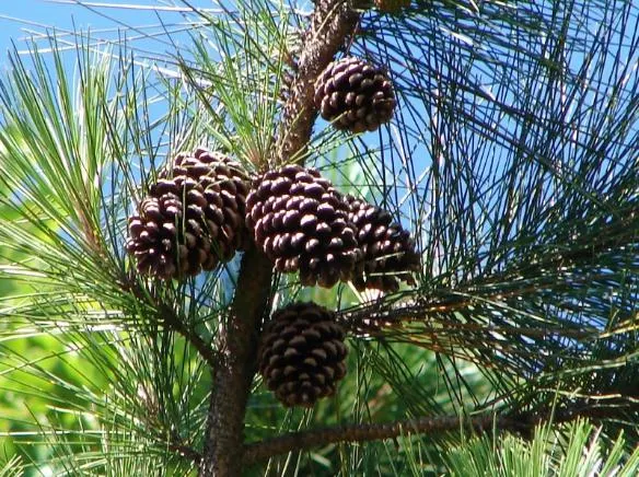 Slash Pine (Pinus Elliotii) — As a native species, it also holds the benefit of being resistant to local diseases and pests