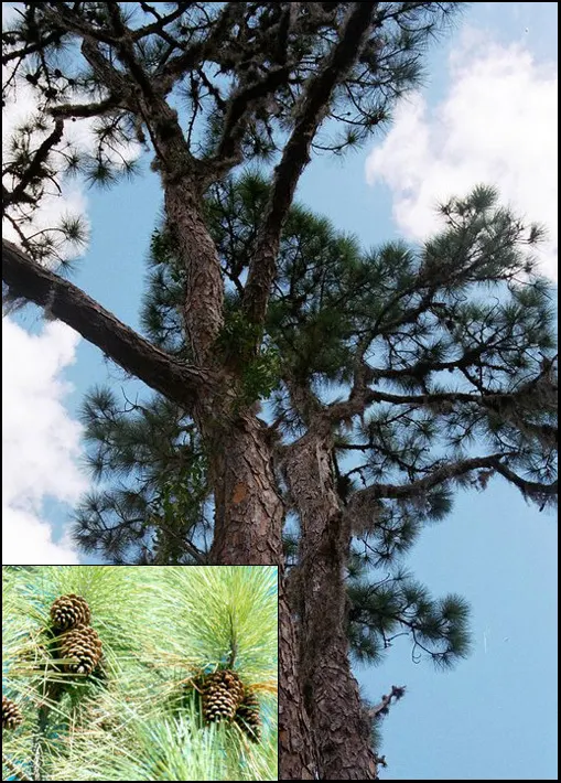 Slash Pine (Pinus Elliotii) — which persist on the tree to offer year-round visual interest