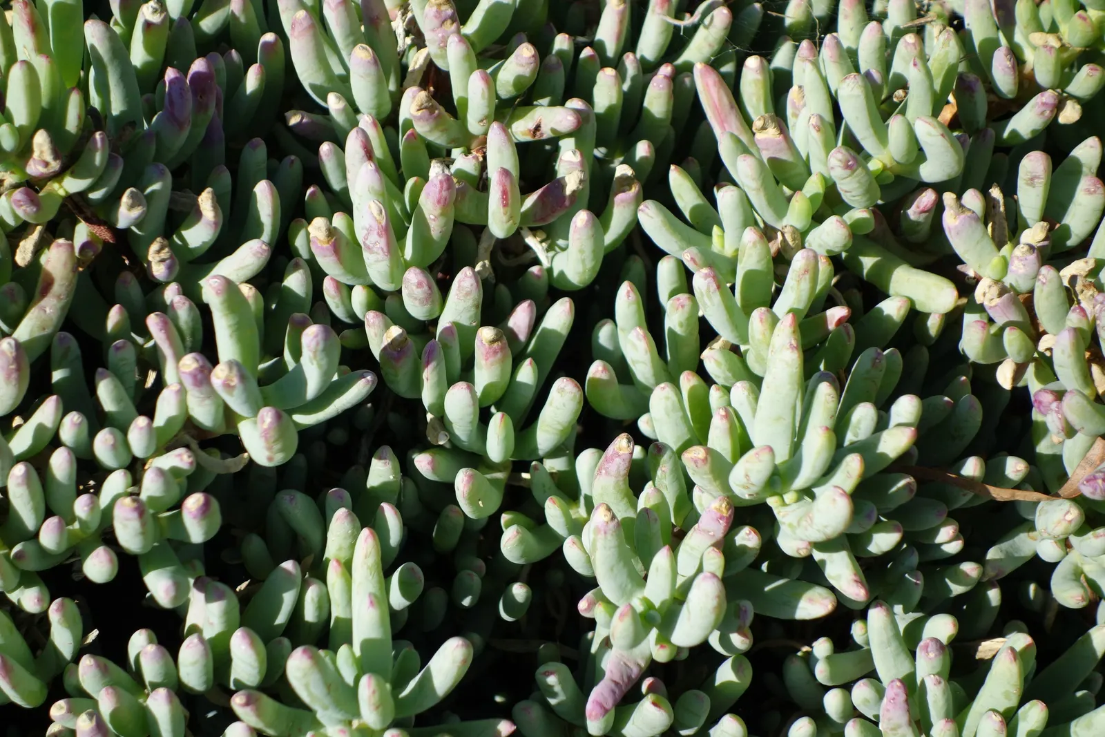 Slash Pine (Pinus Elliotii) — Ideal for large landscapes; making it suitable for landscapes that experience such climates