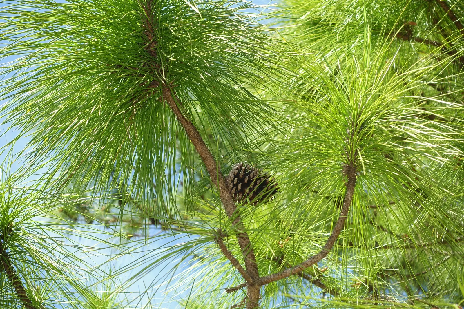 Slash Pine (Pinus Elliotii) — It adapts well to various soils, preferring full sun