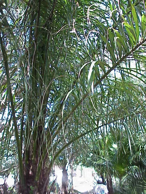 Gru-Gru Palm (Acrocomia Totai) — typically 1.5-2 feet in diameter