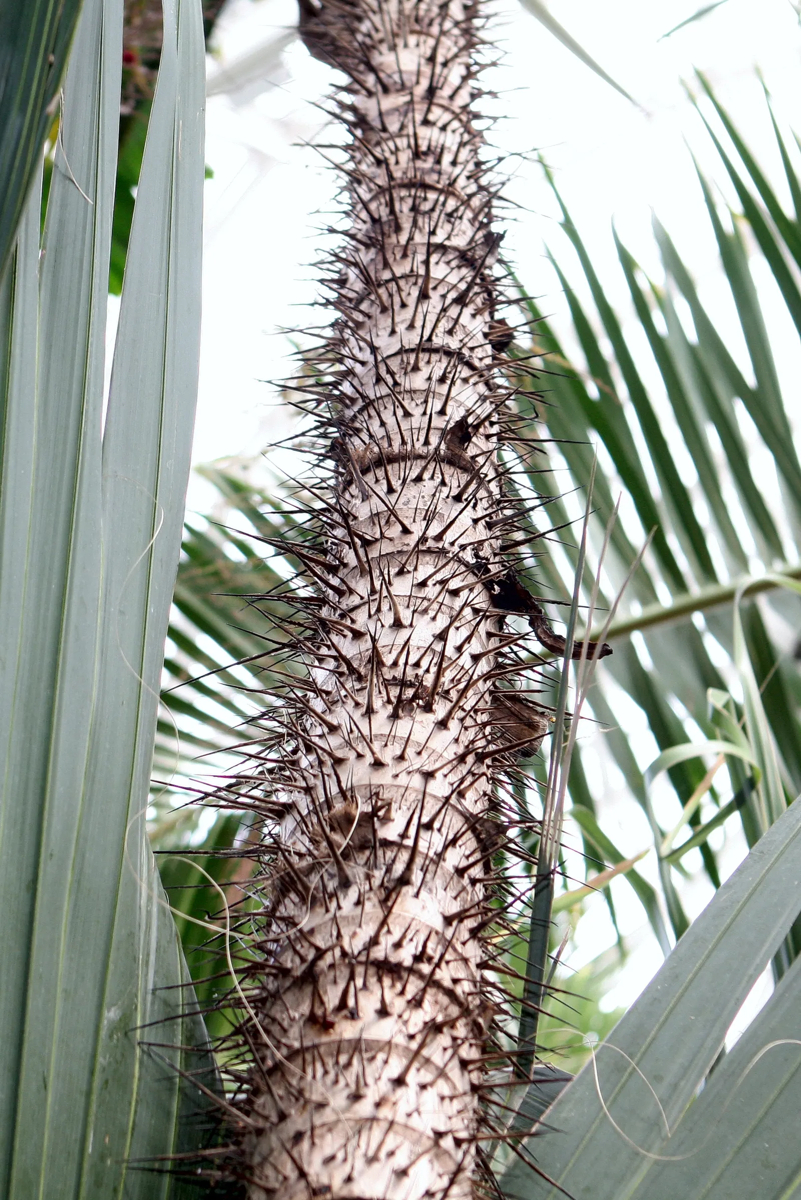 Gru-Gru Palm (Acrocomia Totai) — The Gru-gru Palm (Acrocomia totai) captivates with a robust trunk
