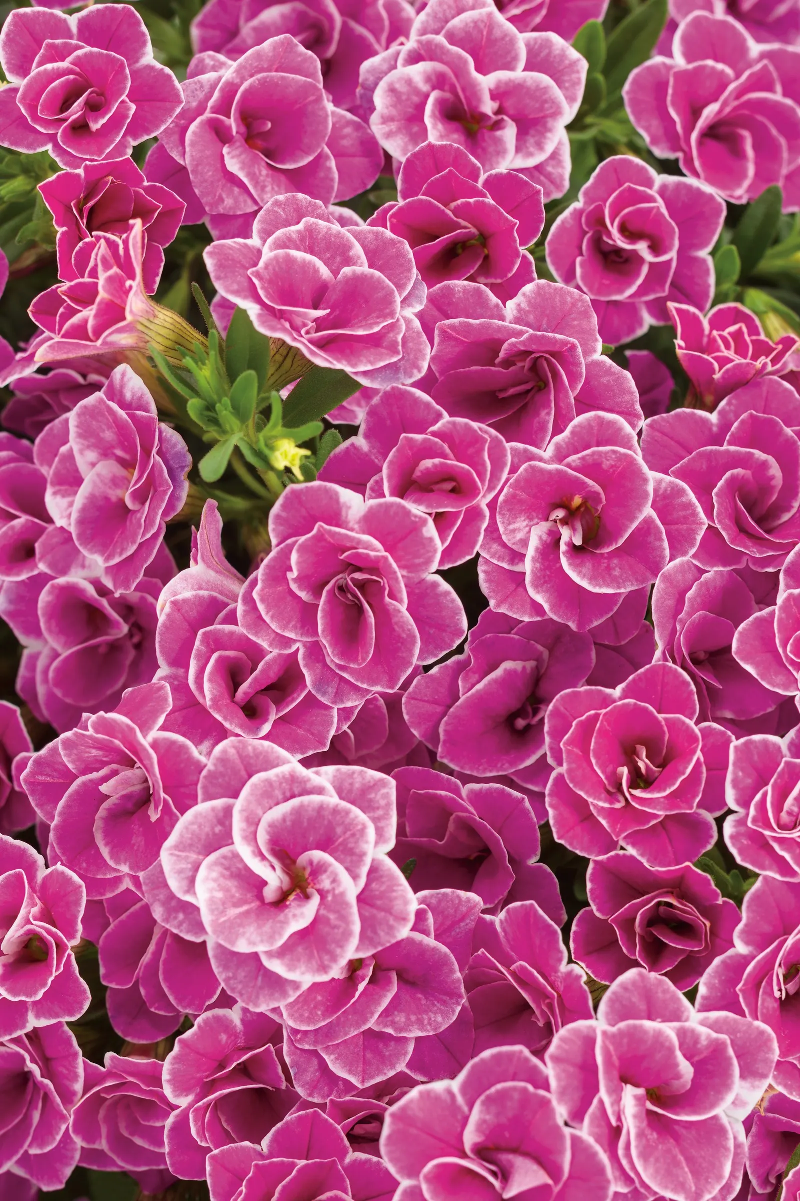 Doublette Love Swept™ Double Calibrachoa — petunia-like blooms of deep pink delicately edged in white