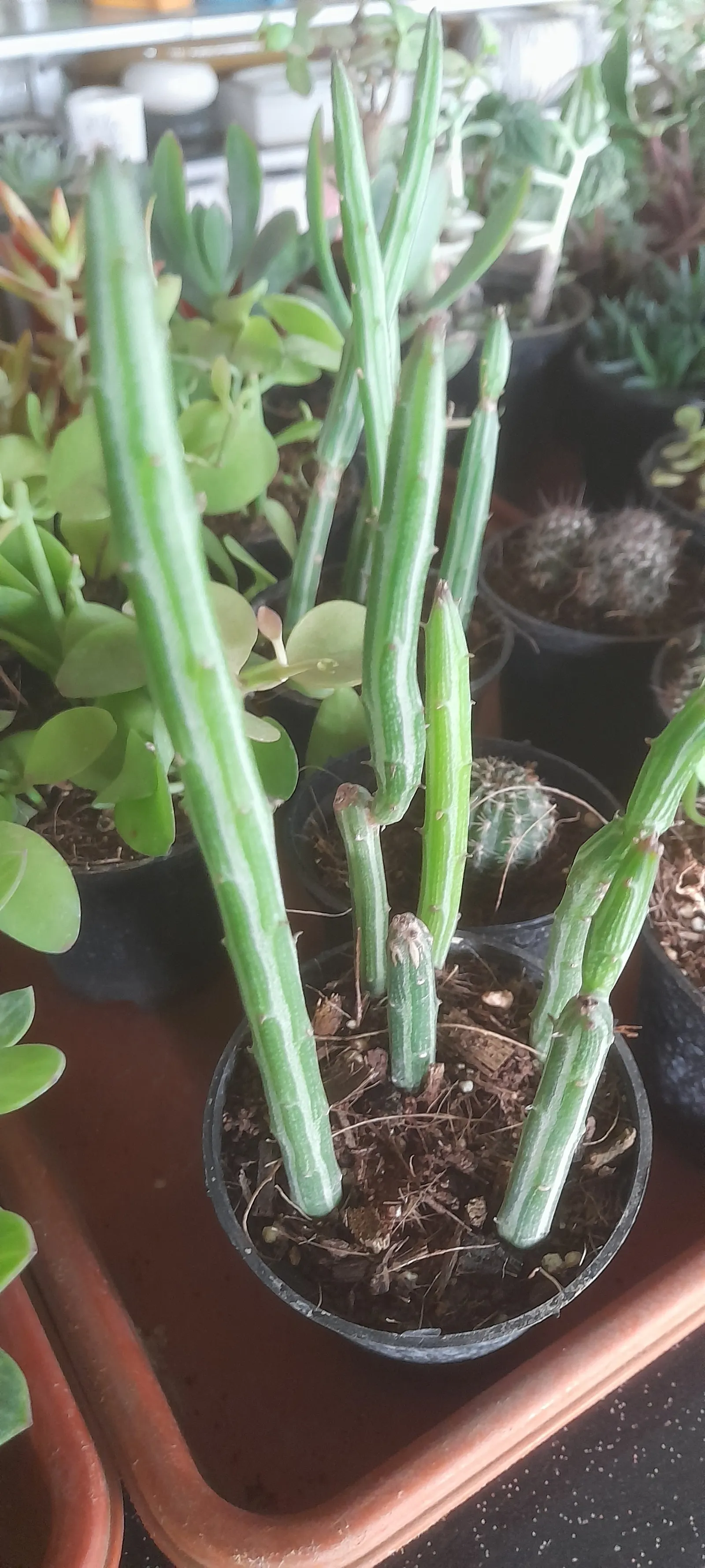 Swizzle Sticks (Senecio Anteuphorbium) — Tolerates heat and drought, ideal for USDA zones 10-11