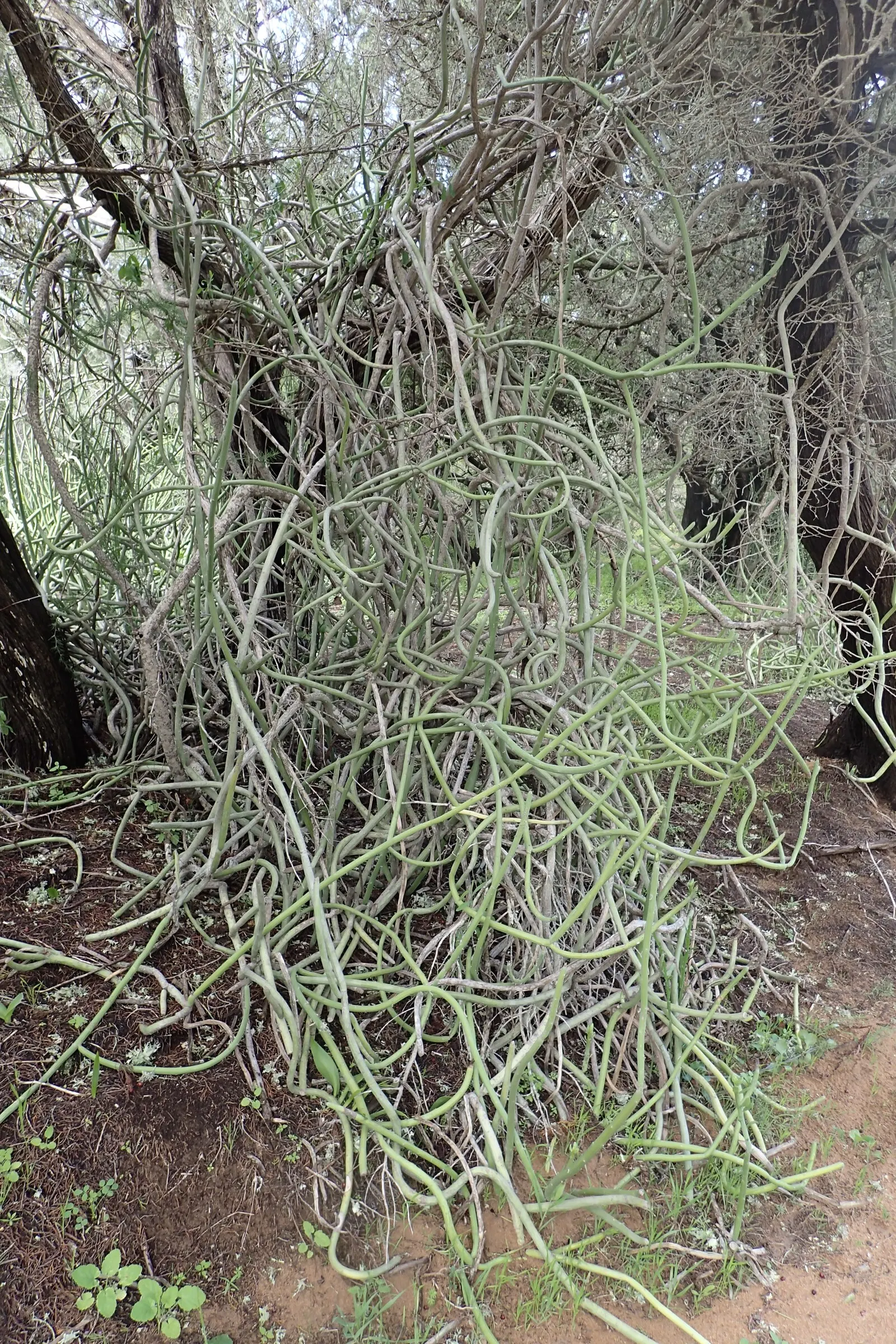 Swizzle Sticks (Senecio Anteuphorbium) — with foliage concentrated near the tips