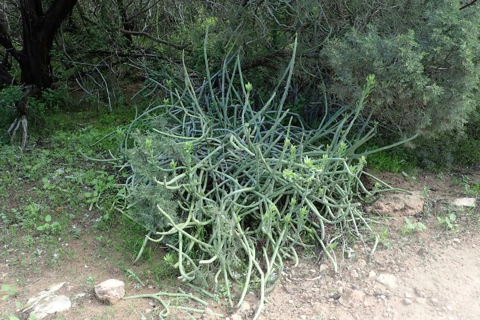 Swizzle Sticks (Senecio Anteuphorbium) — Swizzle Sticks (Senecio anteuphorbium) is a succulent shrub
