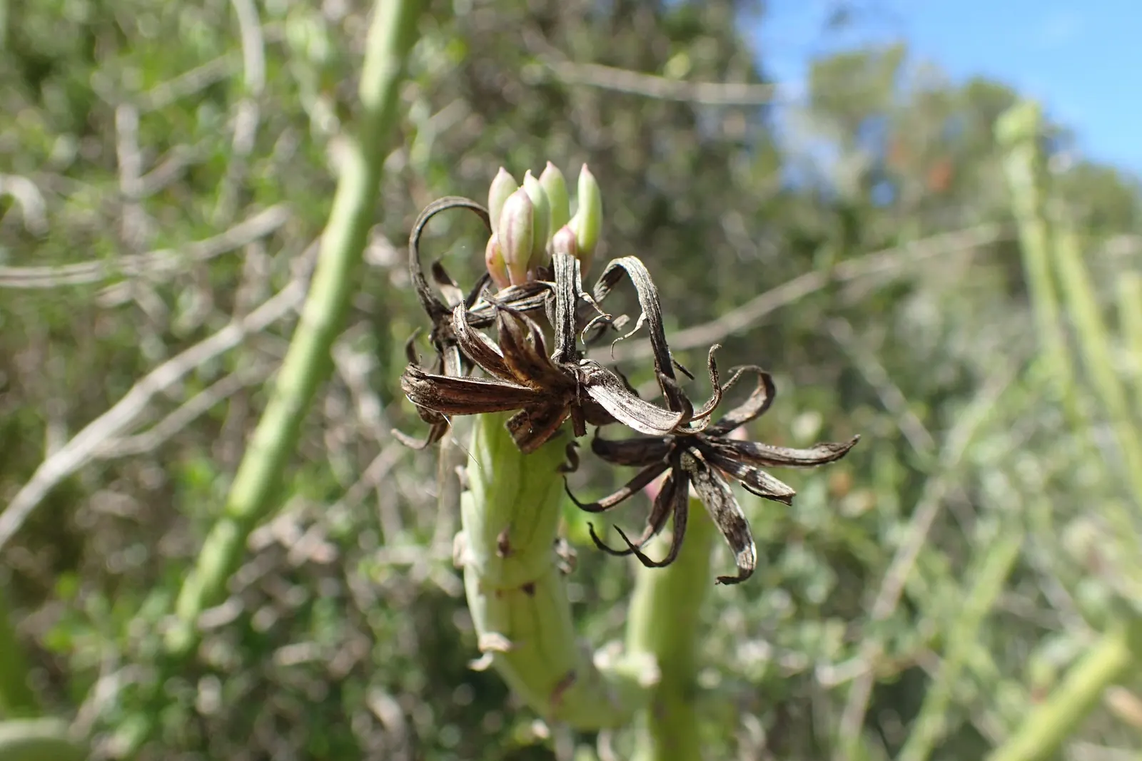 Swizzle Sticks (Senecio Anteuphorbium) — scientifically named Senecio anteuphorbium