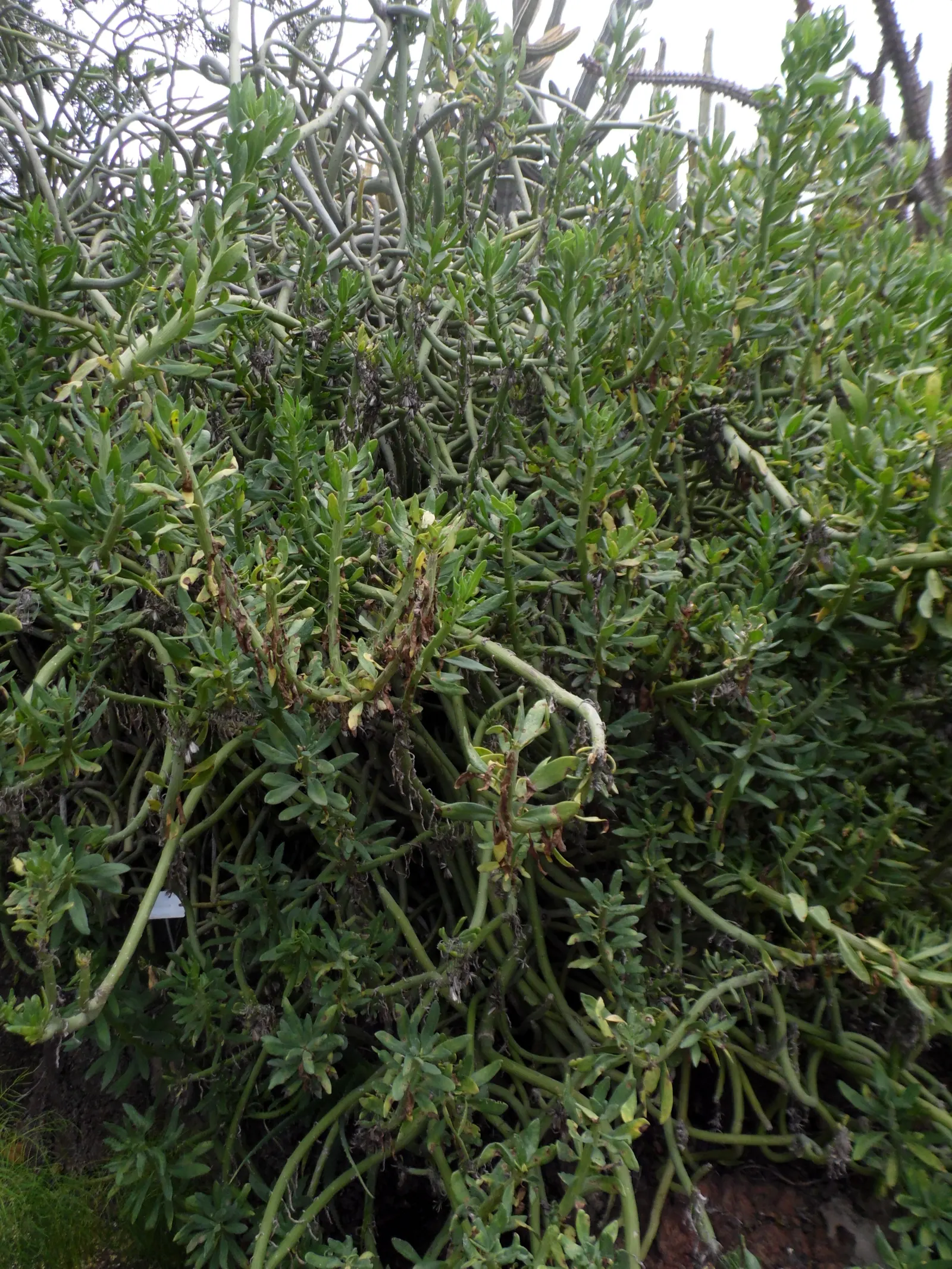 Swizzle Sticks (Senecio Anteuphorbium) — Hardy and low-maintenance, it adds vertical interest to xeriscapes and rock gardens
