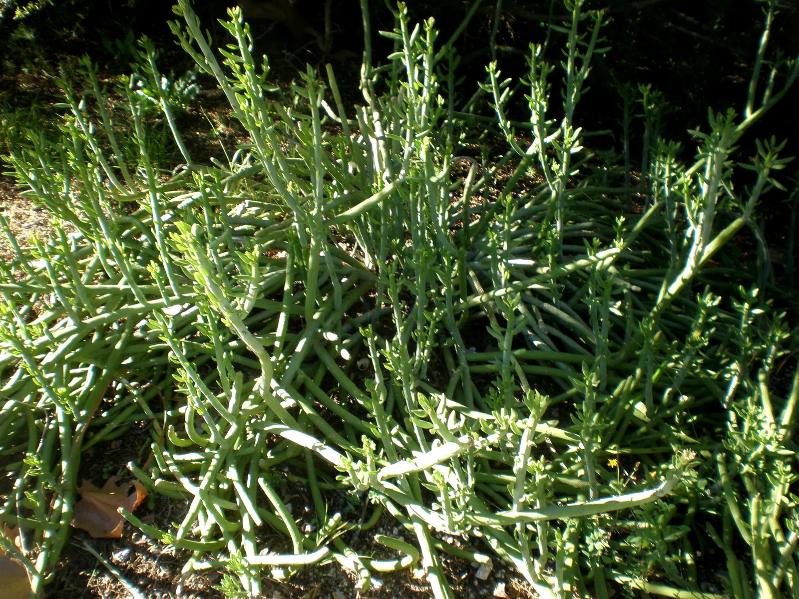 Swizzle Sticks (Senecio Anteuphorbium) — This plant is characterized by its tall