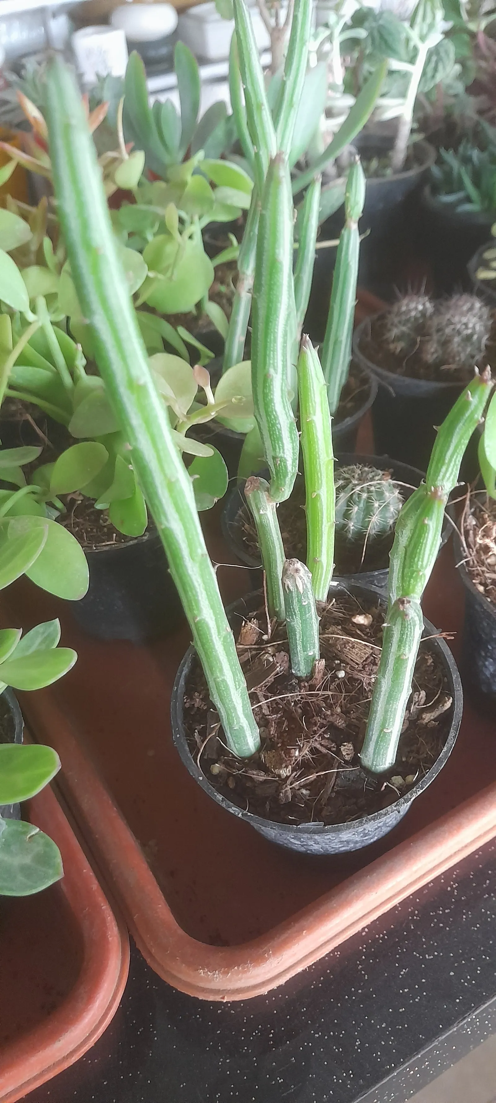 Swizzle Sticks (Senecio Anteuphorbium) — with a spread of about 2 to 3 feet