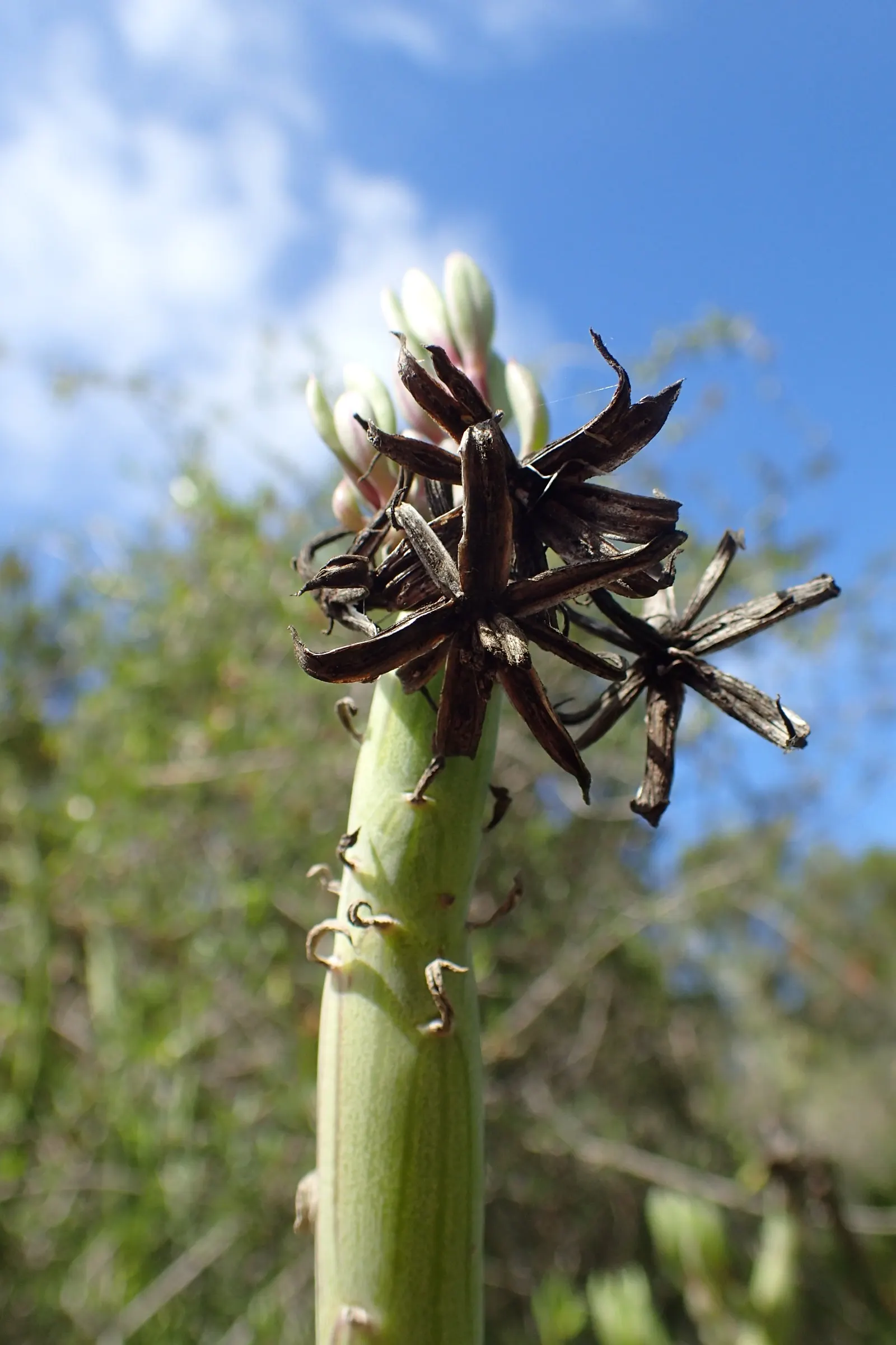 Swizzle Sticks (Senecio Anteuphorbium) — growing upright to 5-6 feet