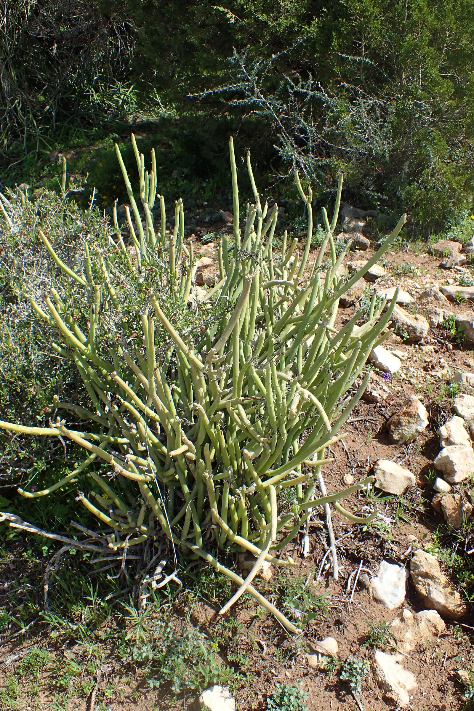 Swizzle Sticks (Senecio Anteuphorbium) — thriving in well-drained soil and full sun
