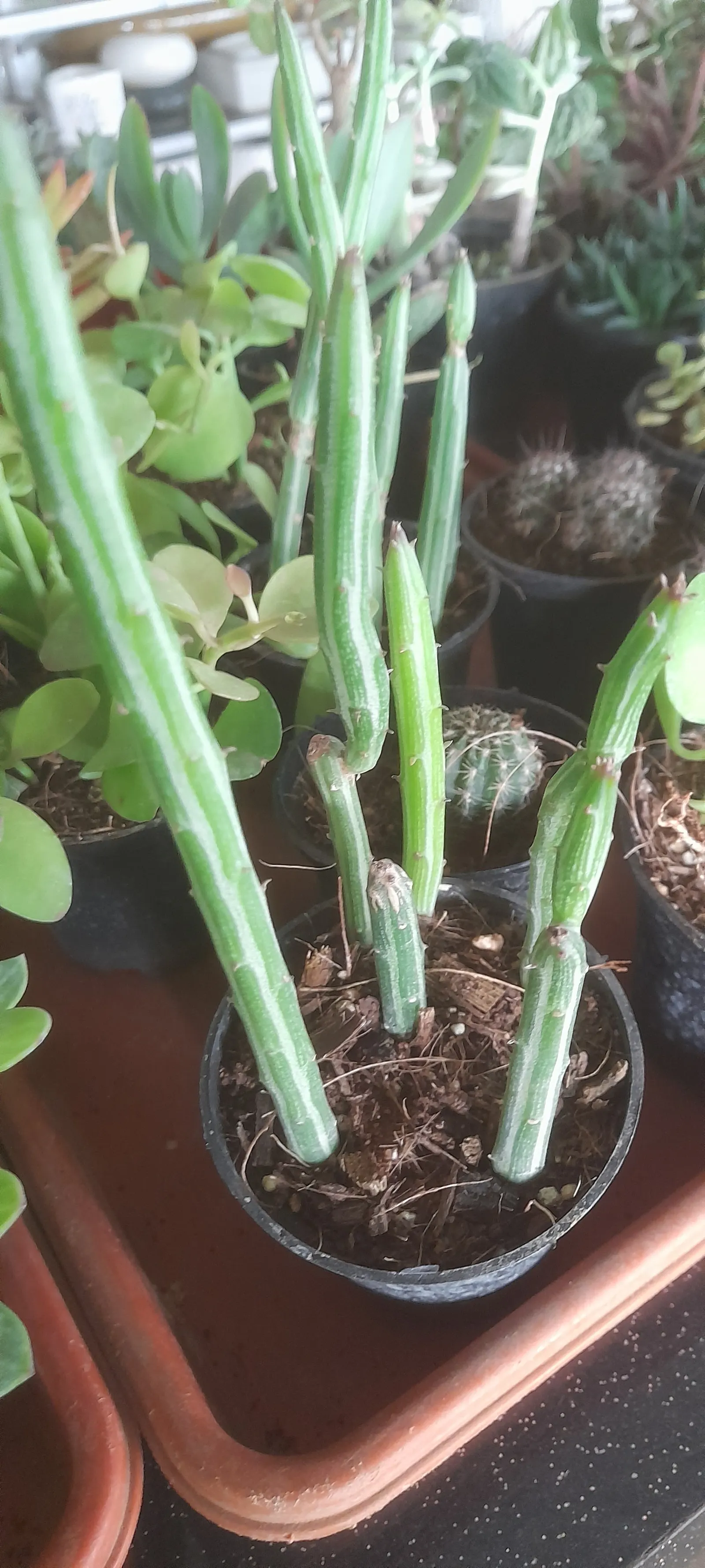 Swizzle Sticks (Senecio Anteuphorbium) — which can grow up to 6 to 8 feet in height