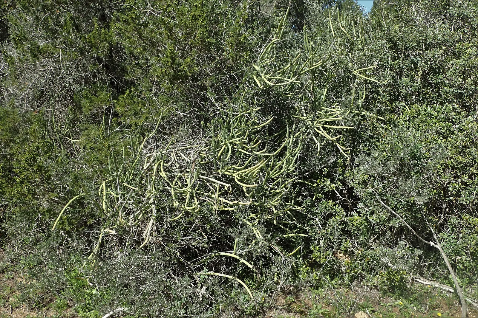 Swizzle Sticks (Senecio Anteuphorbium) — Minimalist blooms may appear