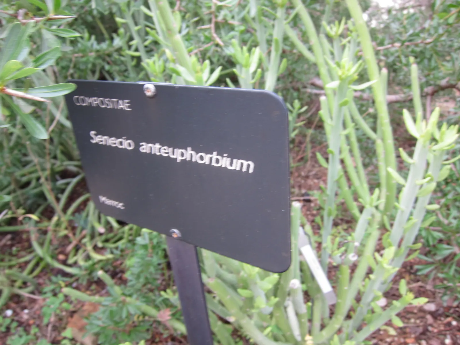 Swizzle Sticks (Senecio Anteuphorbium) — Keep away from frost and heavy moisture to prevent rot