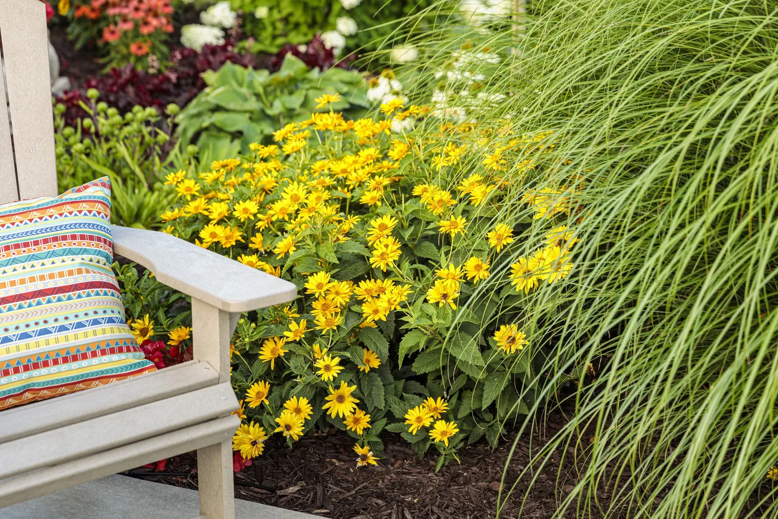 Firefinch® Coneflower (Echinacea hybrid) — Its daisy-like flowers open in shades of reddish orange to pinkish red