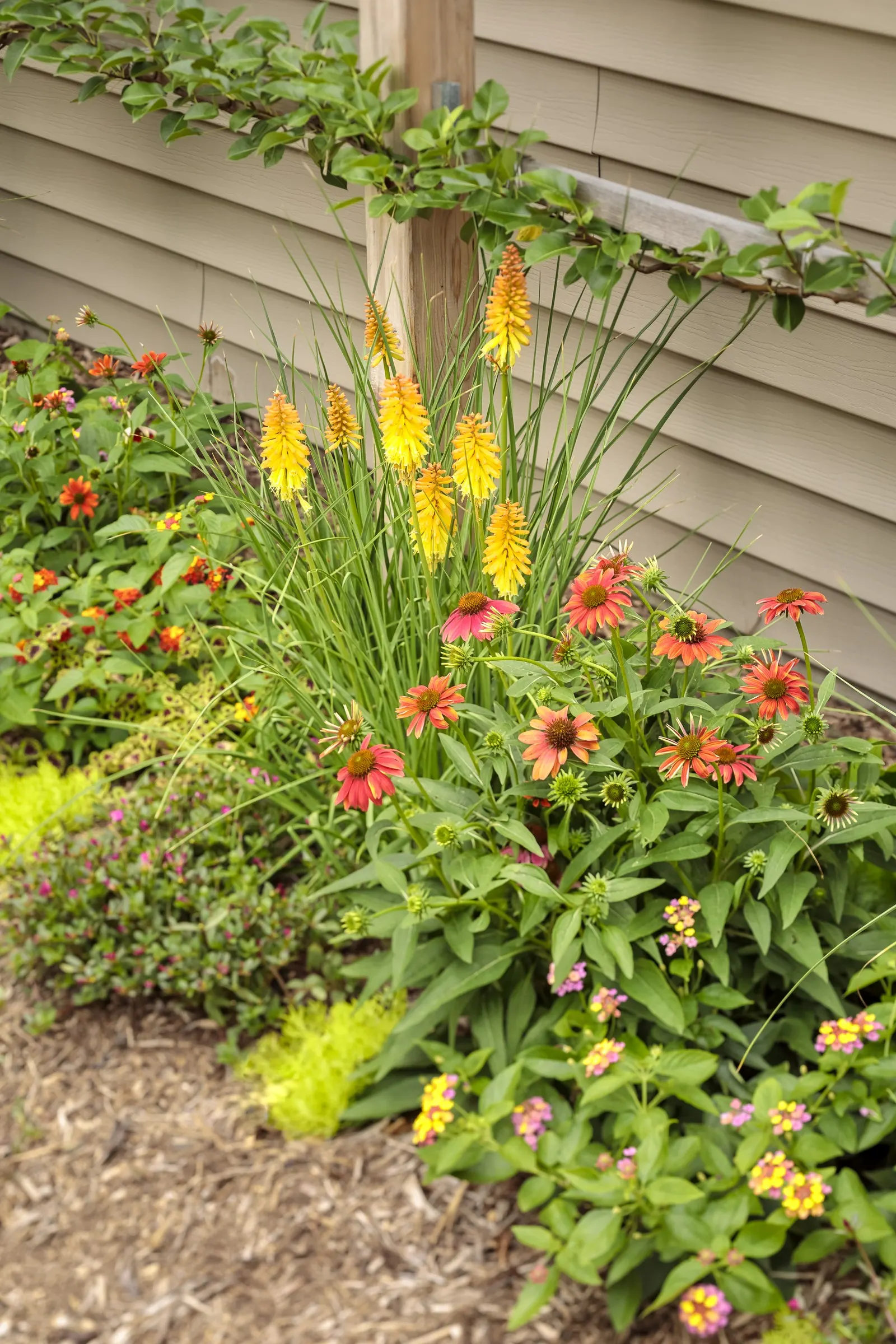 Firefinch® Coneflower (Echinacea hybrid) — The Echinacea hybrid Firefinch®; lightly fragrant and attractive to bees and butterflies
