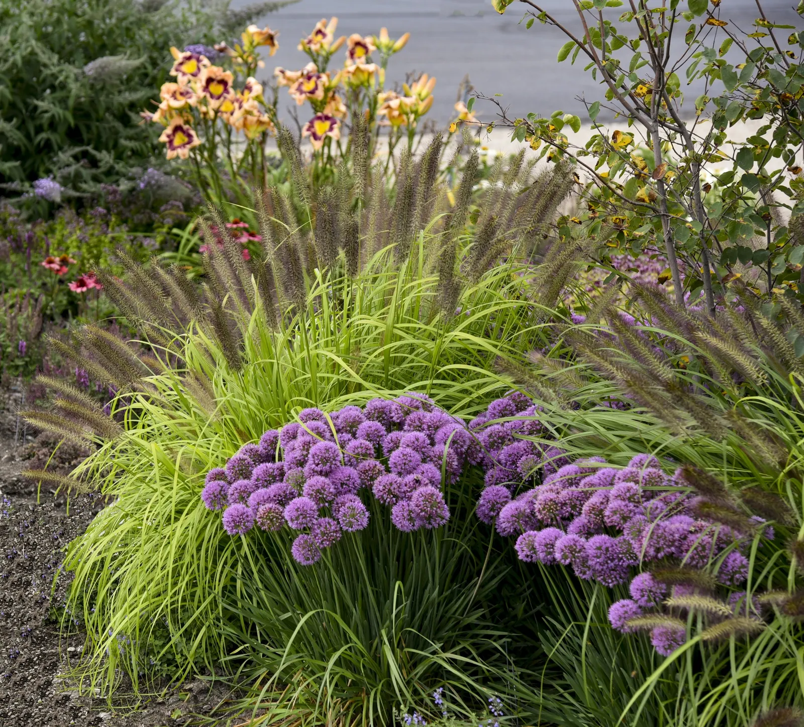 'King of the Ages' Daylily (Hemerocallis hybrid) — It reaches up to 38 inches tall and spreads 18-24 inches