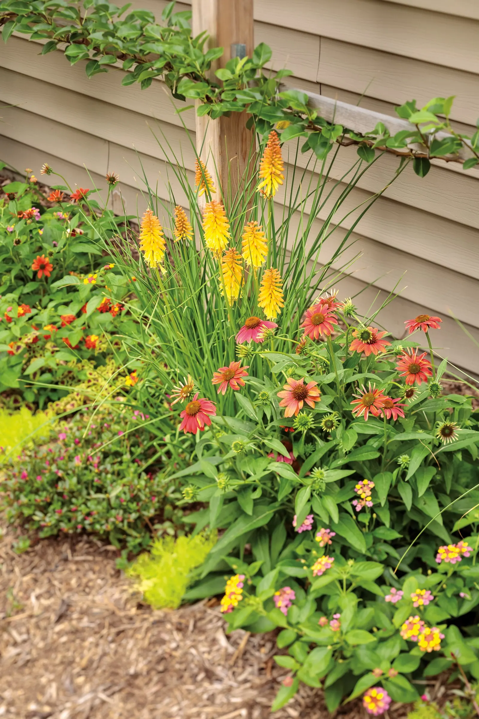 Firefinch® Coneflower (Echinacea hybrid) — or even relatively poor soils