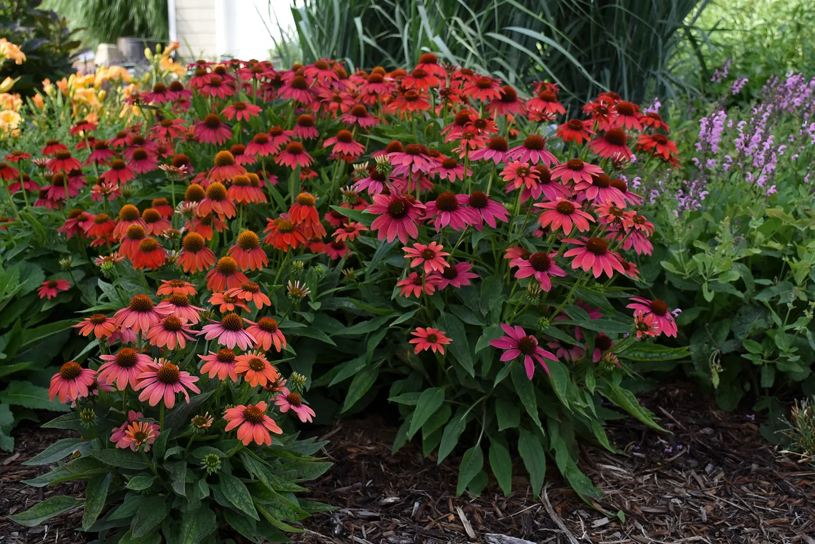 Firefinch® Coneflower (Echinacea hybrid) — commonly referred to as Firefinch® Coneflower; fiery bloom range and easy presence in the garden