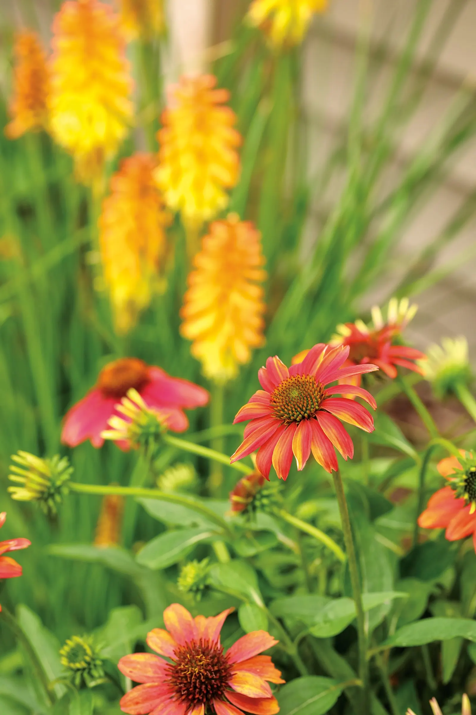 Firefinch® Coneflower (Echinacea hybrid) — plant Firefinch® Coneflower in full sun