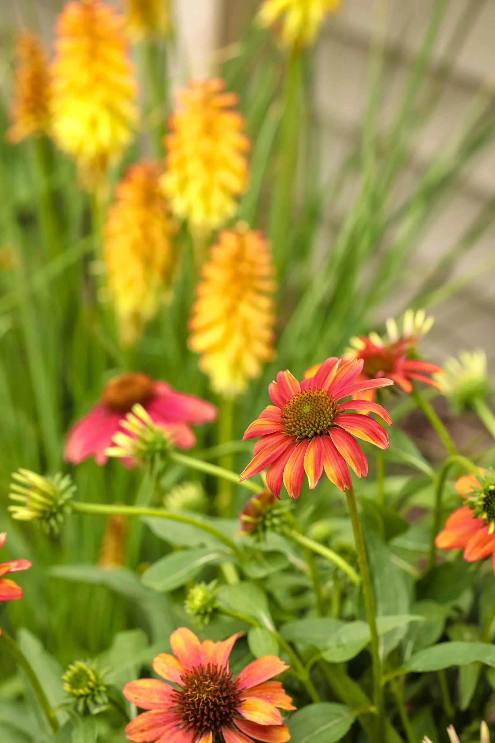 Firefinch® Coneflower (Echinacea hybrid) — pairing beautifully with ornamental grasses