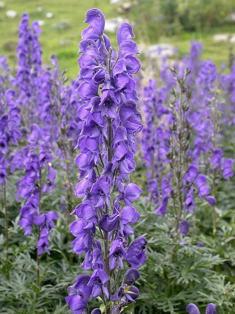Monkshood (Aconitum Napellus) — reminiscent of the hoods worn by medieval monks - hence its common name; every part of the plant is poisonous if, image 140