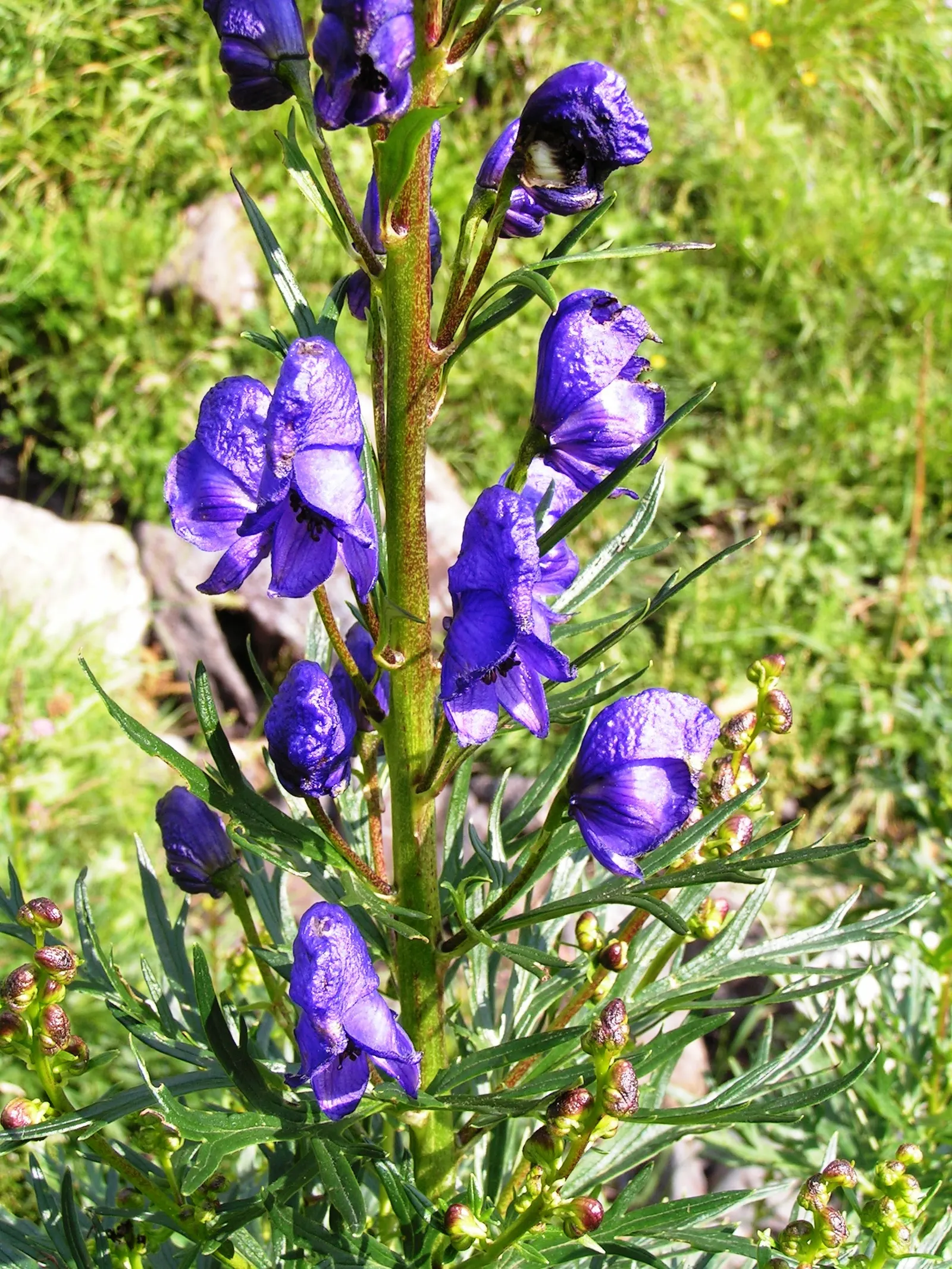 Monkshood (Aconitum Napellus) — Requiring minimal maintenance; this plant pairs well with ferns and astilbes, which complement its preferred, image 126