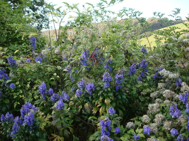 Monkshood (Aconitum Napellus) — is a striking perennial that offers distinct deep purple; scientifically known as Aconitum napellus, image 113