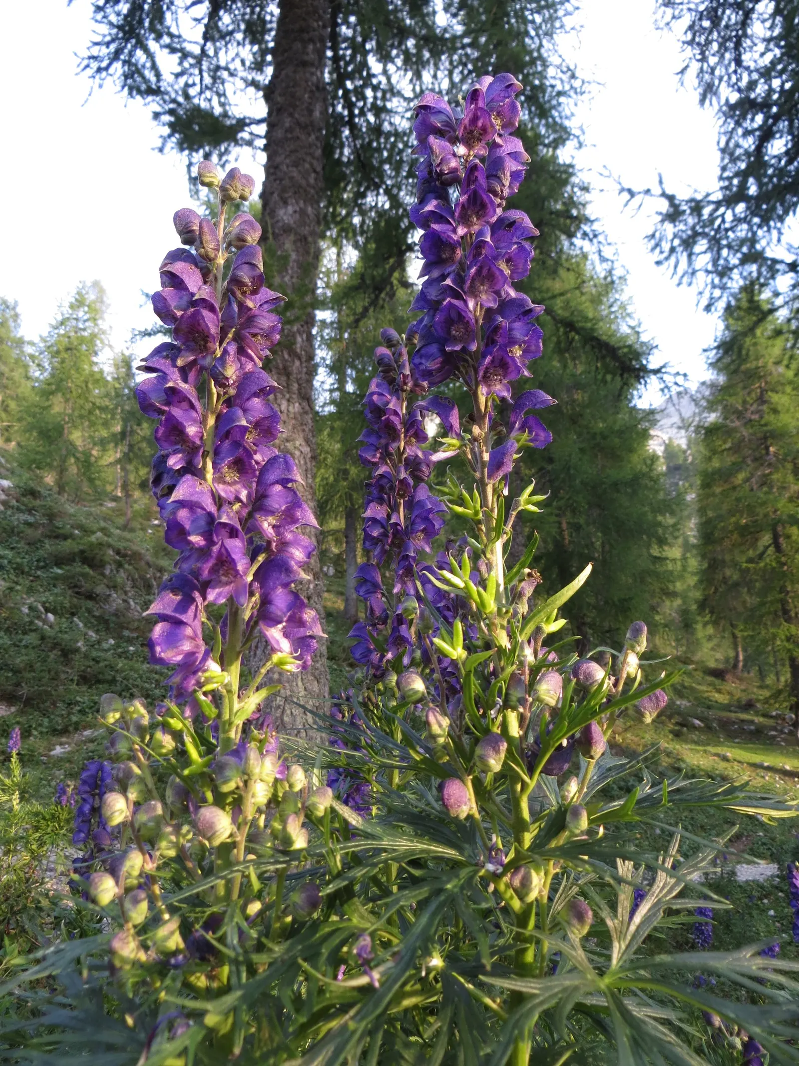Monkshood (Aconitum Napellus) — thus it should be placed with caution; exercise caution: all parts are highly toxic if ingested, image 68