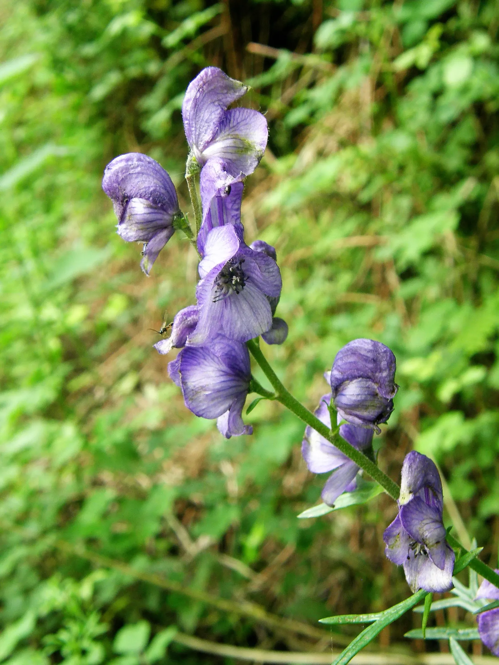 Monkshood (Aconitum Napellus) — perennial with blue and white blooms; thus it should be placed with caution