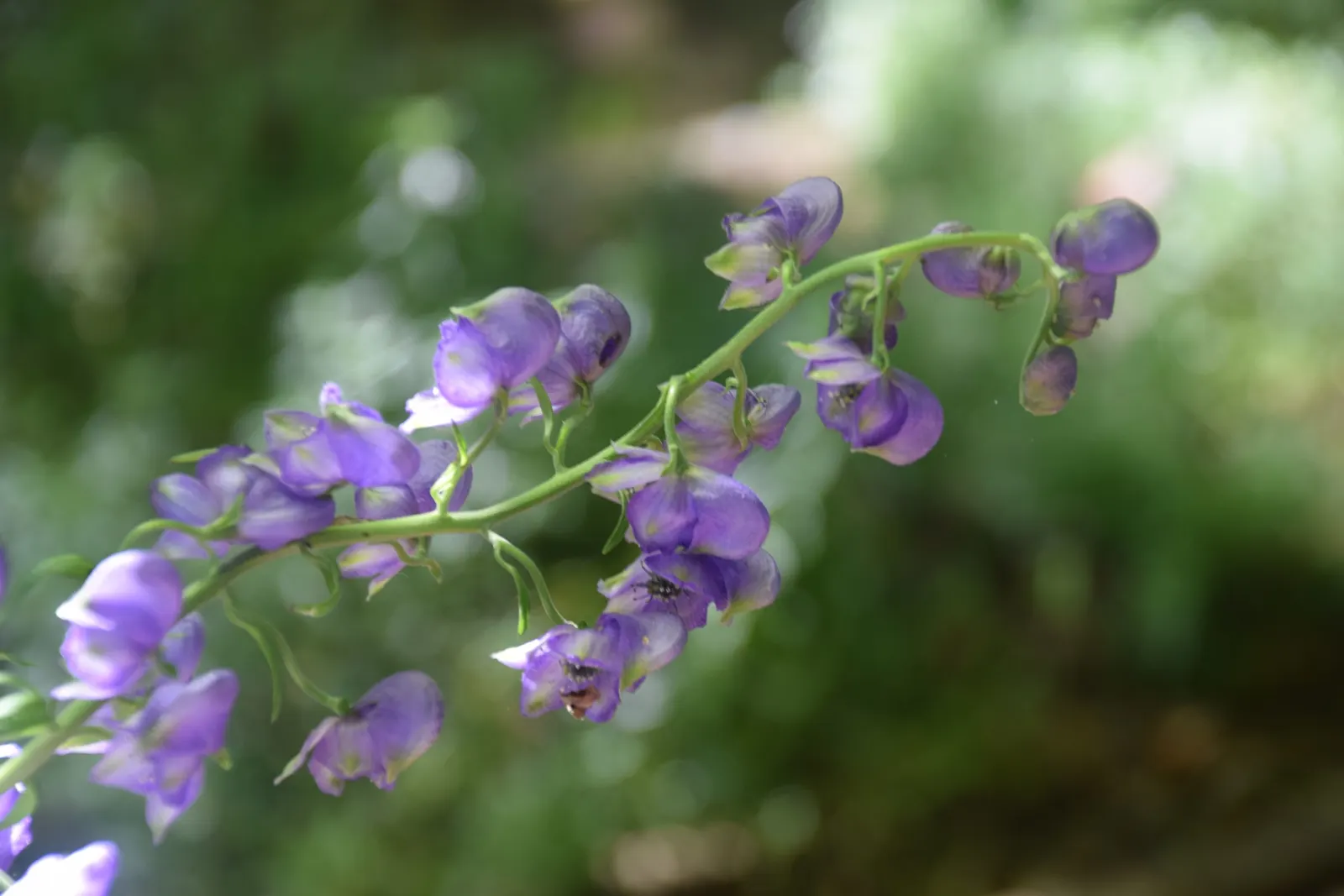 Monkshood (Aconitum Napellus) — Exercise caution: all parts are highly toxic if ingested